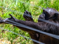 Nelspruit, Instytut Szympansów imienia Jane Goodal